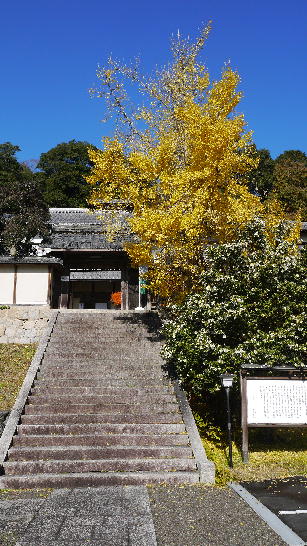 大雲記念館前の石段・銀杏